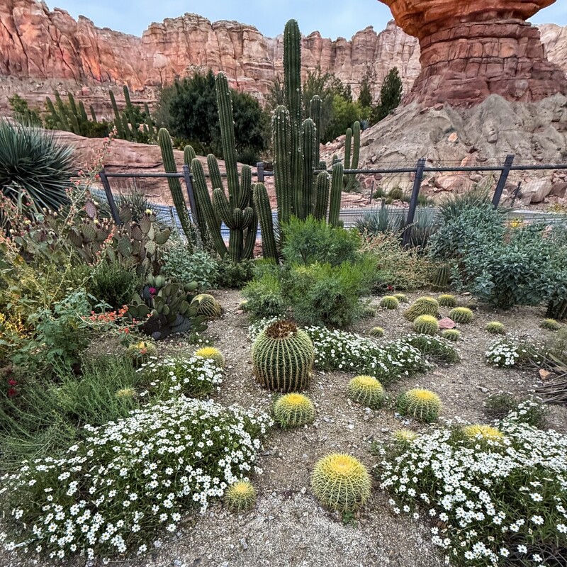 Cars Land - Disney Mix Topsoil